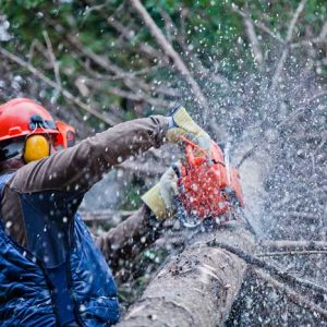 professional-lumberjack-cutting-a-big-tree