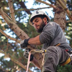 tree-climber